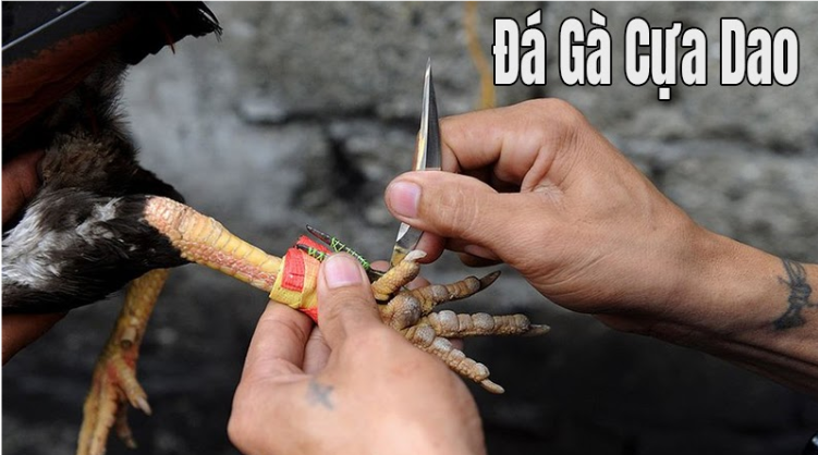 Đá Gà Cựa Dao – Hình Thức Giải Trí Đầy Kịch Tính Tại DA88